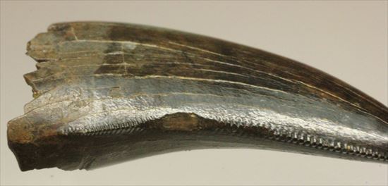 ティラノサウルス科の幼体の美歯化石（その8）