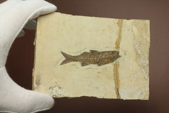 コントラストが映える硬骨魚類の化石（その11）