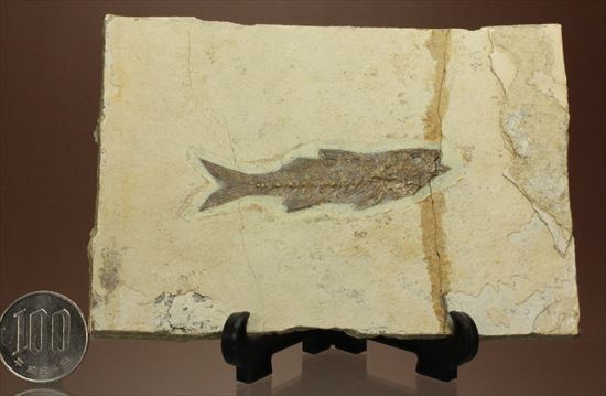 コントラストが映える硬骨魚類の化石（その12）