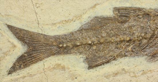 コントラストが映える硬骨魚類の化石（その4）