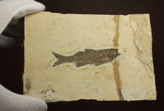 コントラストが映える硬骨魚類の化石（その8）