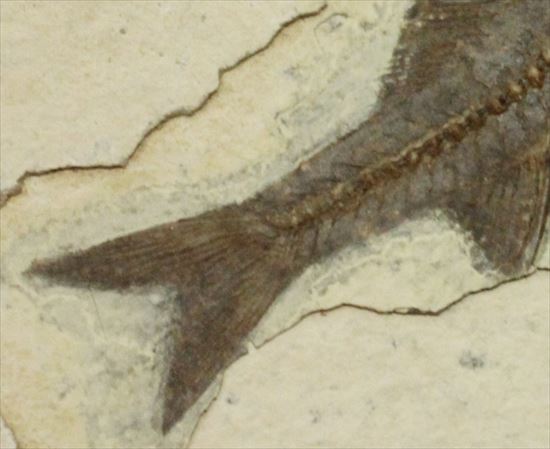 明瞭クッキリ！な硬骨魚類の化石（その11）