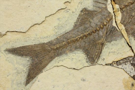明瞭クッキリ！な硬骨魚類の化石（その3）
