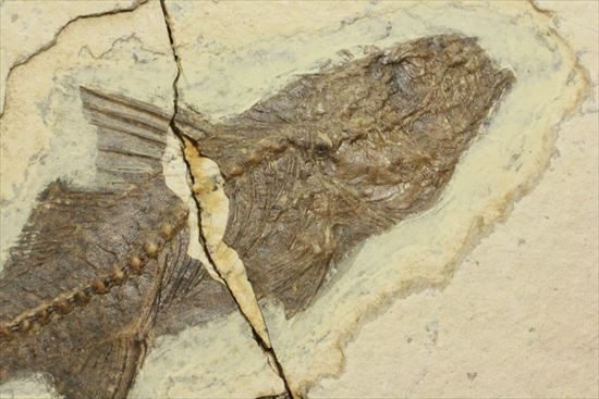 明瞭クッキリ！な硬骨魚類の化石（その4）