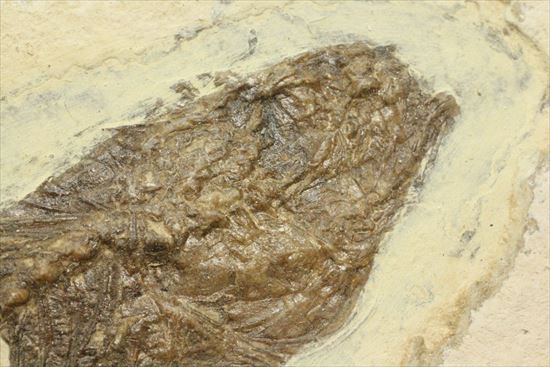 明瞭クッキリ！な硬骨魚類の化石（その5）