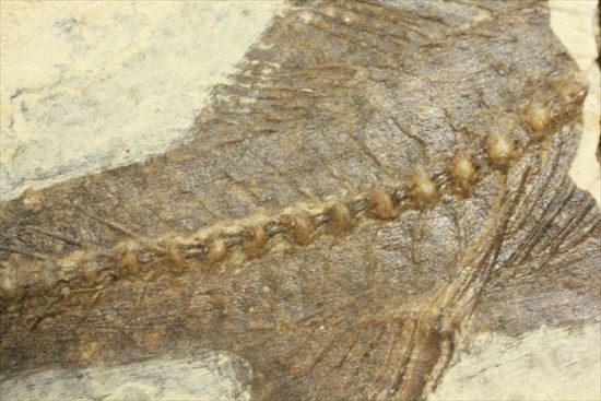 明瞭クッキリ！な硬骨魚類の化石（その6）