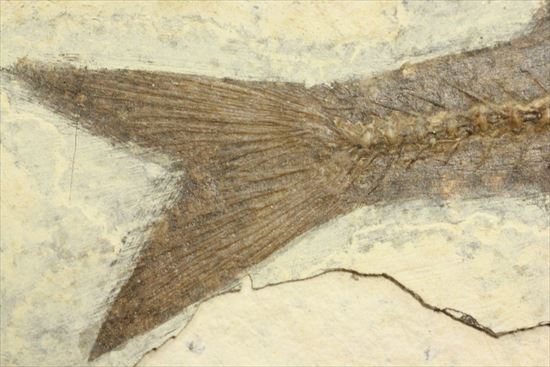 明瞭クッキリ！な硬骨魚類の化石（その7）