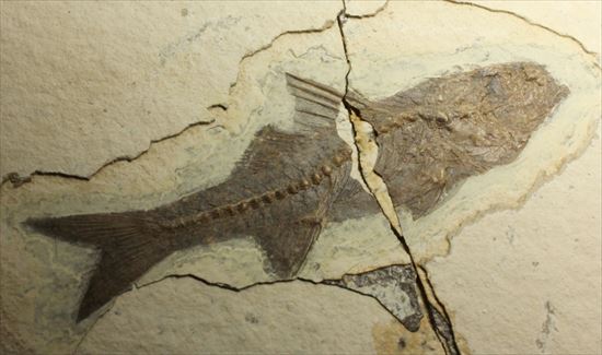 明瞭クッキリ！な硬骨魚類の化石（その9）