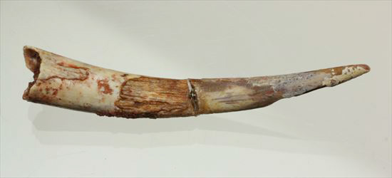 長い！ロングカーブ55mmの翼竜シロッコプテリクスの歯化石(pterosaur tooth)（その1）