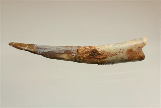 長い！ロングカーブ55mmの翼竜シロッコプテリクスの歯化石(pterosaur tooth)（その2）