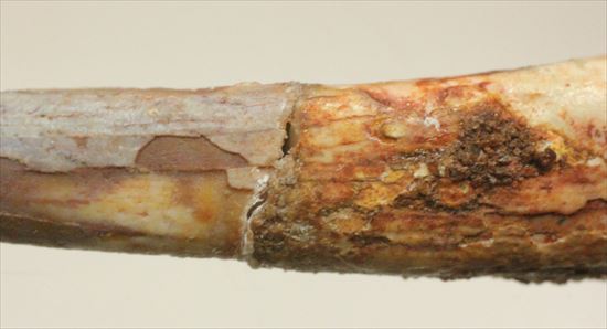 長い！ロングカーブ55mmの翼竜シロッコプテリクスの歯化石(pterosaur tooth)（その4）