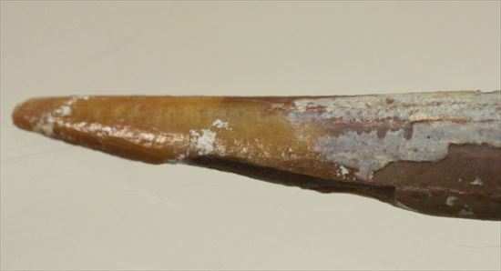 長い！ロングカーブ55mmの翼竜シロッコプテリクスの歯化石(pterosaur tooth)（その5）
