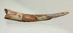 長い！ロングカーブ55mmの翼竜シロッコプテリクスの歯化石(pterosaur tooth)