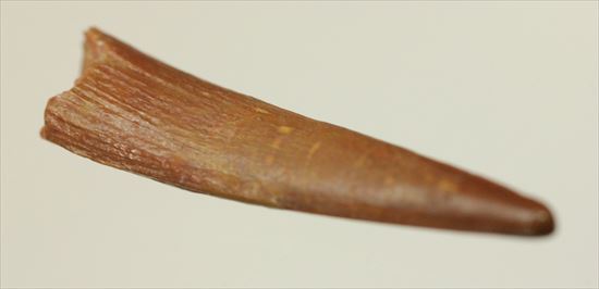 美しい!翼竜シロッコプテリクスの美しい歯化石(Pterosaur tooth) (その1)