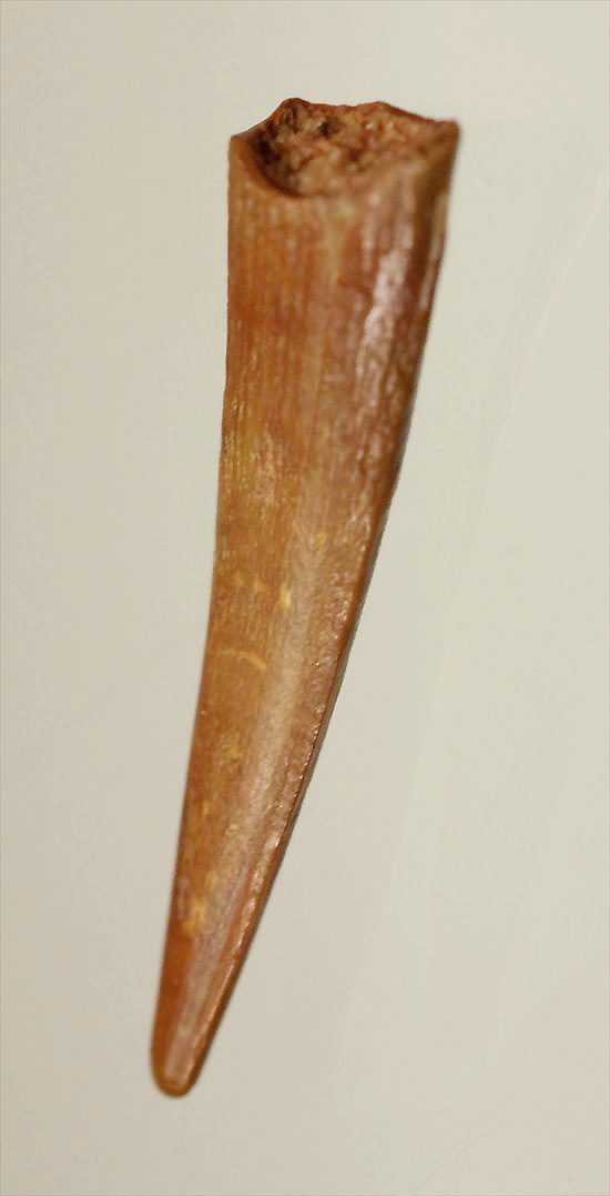 美しい!翼竜シロッコプテリクスの美しい歯化石(Pterosaur tooth) (その2)