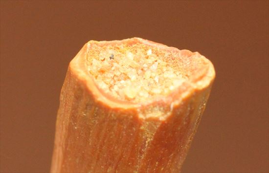 美しい!翼竜シロッコプテリクスの美しい歯化石(Pterosaur tooth) (その3)