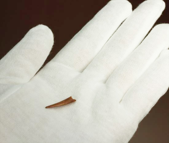 美しい!翼竜シロッコプテリクスの美しい歯化石(Pterosaur tooth) (その4)