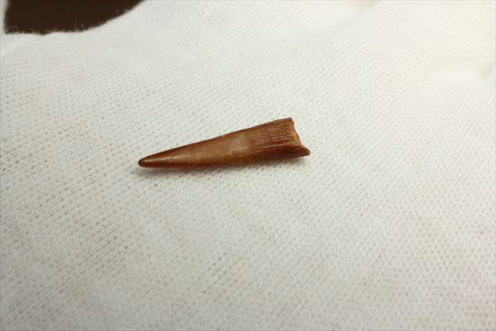 美しい!翼竜シロッコプテリクスの美しい歯化石(Pterosaur tooth) (その5)