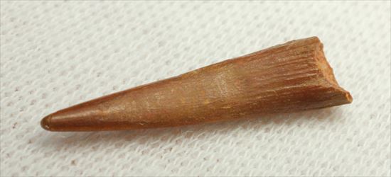 美しい!翼竜シロッコプテリクスの美しい歯化石(Pterosaur tooth) (その6)