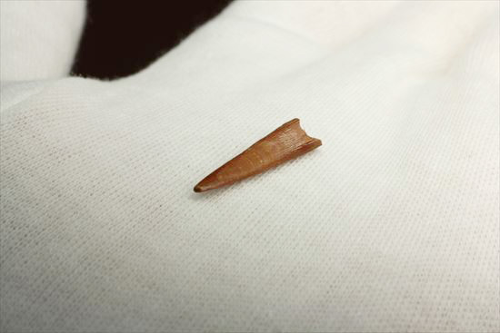 美しい!翼竜シロッコプテリクスの美しい歯化石(Pterosaur tooth) (その7)