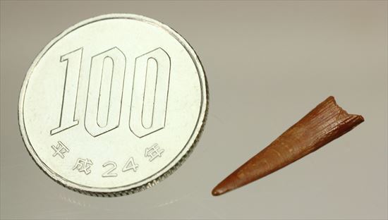 美しい!翼竜シロッコプテリクスの美しい歯化石(Pterosaur tooth) (その8)