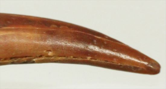 翼竜シロッコプテリクスの美しい歯(Pterosaur tooth)　（その3）