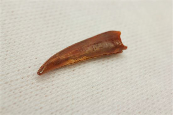 翼竜シロッコプテリクスの歯(Pterosaur tooth) (その1)