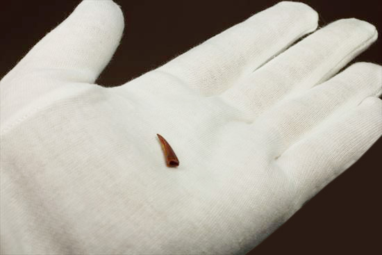 翼竜シロッコプテリクスの歯(Pterosaur tooth) (その2)