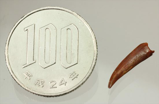 翼竜シロッコプテリクスの歯(Pterosaur tooth)　（その3）