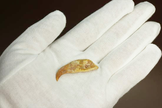 スーパーレア！！空飛ぶ爬虫類、翼竜（よくりゅう）の爪の化石 化石 販売