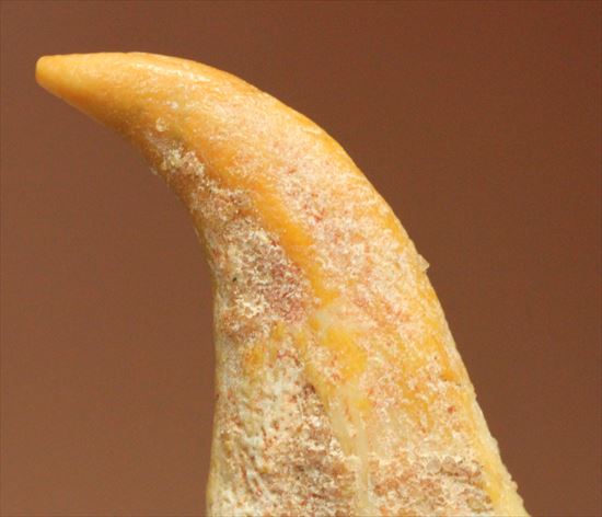 スーパーレア！！空飛ぶ爬虫類、翼竜（よくりゅう）の爪の化石 化石 販売