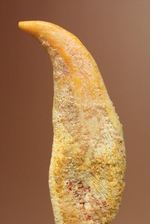スーパーレア!!空飛ぶ爬虫類、翼竜(よくりゅう)の爪の化石