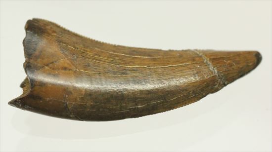 ロングカーブ２４ｍｍ　風格あり　大きいドロマエオサウルスの歯(Dromaeaosaur tooth)（その10）