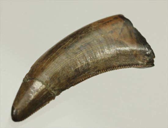 ロングカーブ２４ｍｍ　風格あり　大きいドロマエオサウルスの歯(Dromaeaosaur tooth)（その11）