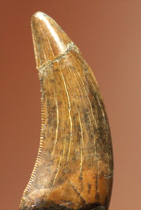 ロングカーブ２４ｍｍ　風格あり　大きいドロマエオサウルスの歯(Dromaeaosaur tooth)（その2）