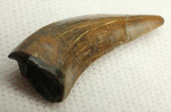 ロングカーブ２４ｍｍ　風格あり　大きいドロマエオサウルスの歯(Dromaeaosaur tooth)（その3）