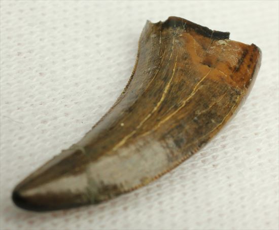 ロングカーブ２４ｍｍ　風格あり　大きいドロマエオサウルスの歯(Dromaeaosaur tooth)（その4）