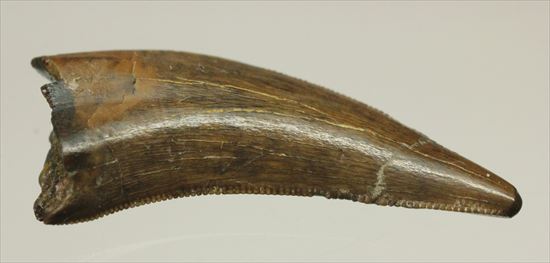 ロングカーブ２４ｍｍ　風格あり　大きいドロマエオサウルスの歯(Dromaeaosaur tooth)（その8）