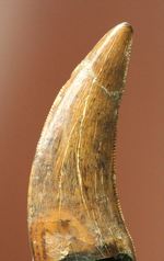 ロングカーブ24mm 風格あり 大きいドロマエオサウルスの歯(Dromaeaosaur tooth)