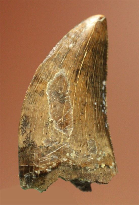インナーカーブがギザギザのドロマエオサウルスの歯(Dromaeaosaur tooth)(その10)