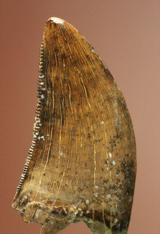 インナーカーブがギザギザのドロマエオサウルスの歯(Dromaeaosaur tooth)(その11)
