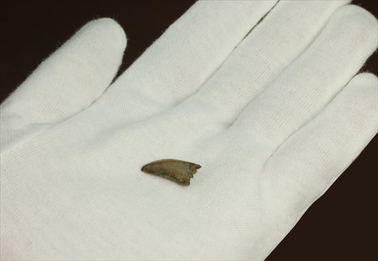 インナーカーブがギザギザのドロマエオサウルスの歯(Dromaeaosaur tooth)(その12)