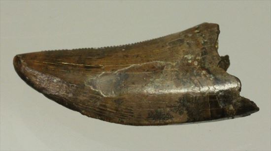 インナーカーブがギザギザのドロマエオサウルスの歯(Dromaeaosaur tooth)(その13)