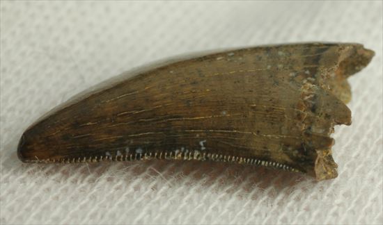 インナーカーブがギザギザのドロマエオサウルスの歯(Dromaeaosaur tooth)（その14）