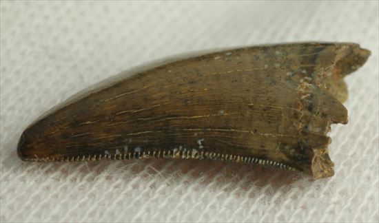 インナーカーブがギザギザのドロマエオサウルスの歯(Dromaeaosaur tooth)(その14)