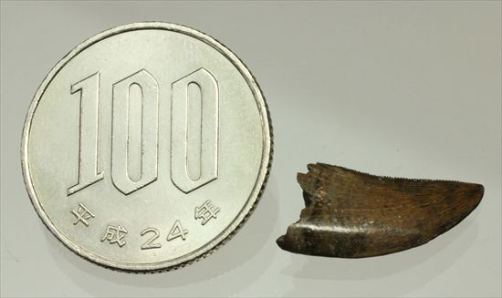 インナーカーブがギザギザのドロマエオサウルスの歯(Dromaeaosaur tooth)(その15)