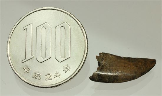 インナーカーブがギザギザのドロマエオサウルスの歯(Dromaeaosaur tooth)（その15）