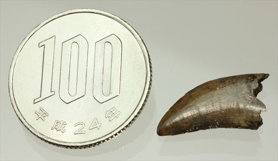 インナーカーブがギザギザのドロマエオサウルスの歯(Dromaeaosaur tooth)(その16)