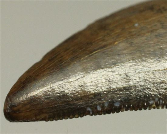 インナーカーブがギザギザのドロマエオサウルスの歯(Dromaeaosaur tooth)(その2)