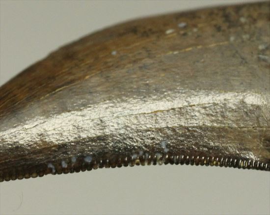 インナーカーブがギザギザのドロマエオサウルスの歯(Dromaeaosaur tooth)(その3)